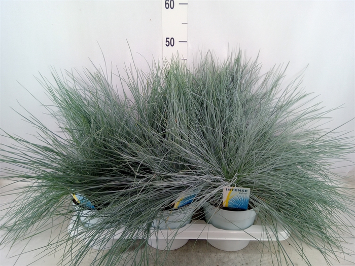 <h4>Festuca glauca 'Intens Blue'</h4>