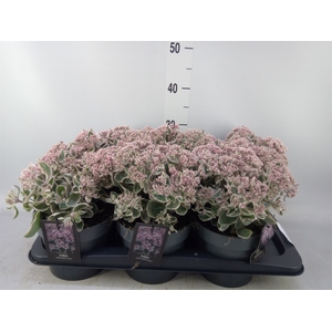 Sedum   ...
