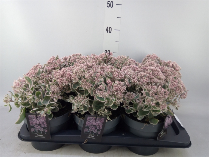 <h4>Sedum   ...</h4>