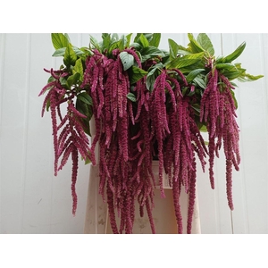 Amar Ca Red Cord