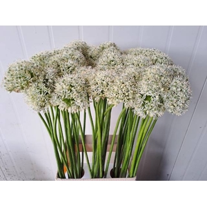 ALLIUM MOUNT EVEREST