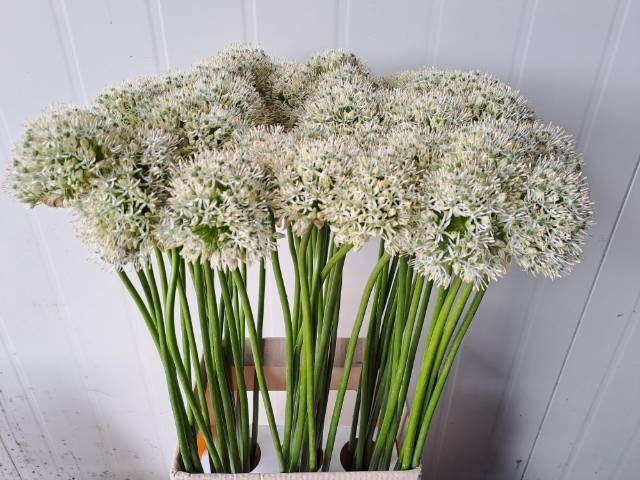<h4>ALLIUM MOUNT EVEREST</h4>