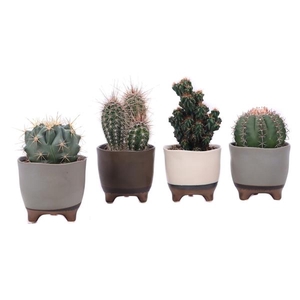 Cactus mix 10,5 cm in Vogezen pot