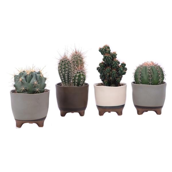 <h4>Cactus mix 10,5 cm in Vogezen pot</h4>
