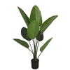 Silk Plant Strelitzia H120D75