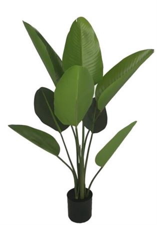 Silk Plant Strelitzia H120D75