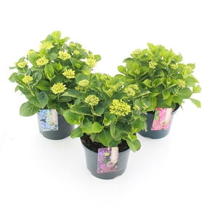Hydrangea macr. MIX C5 (23cm.) Kn.