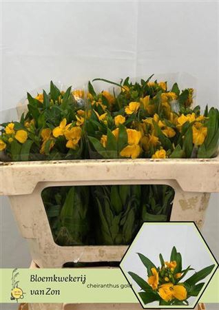<h4>Snijbloemen Ov</h4>