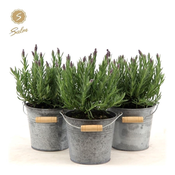 <h4>Lavandula st. 'Anouk'® Collection P12 in Zinc Old-Look</h4>