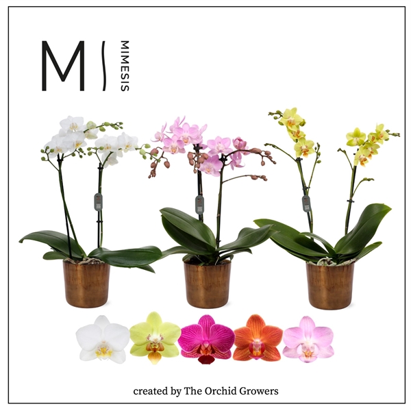 <h4>Mimesis Phal. Multi Mix - 2 spike 12cm in Jess Old Camel Ceramic</h4>