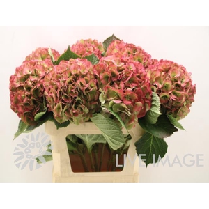 Hydrangea elbtal classic
