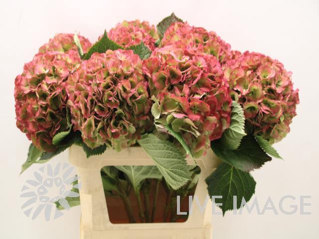 Hydrangea elbtal classic