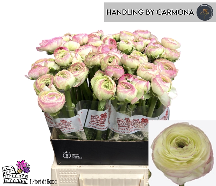 <h4>RAN SU FELICIDADE</h4>