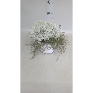 Leucophyta brownii