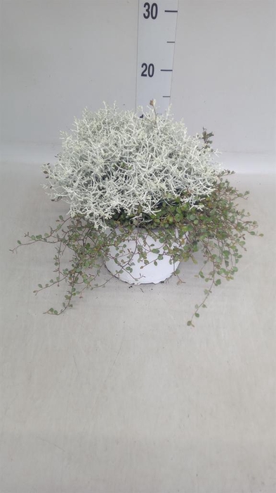 <h4>Leucophyta brownii</h4>