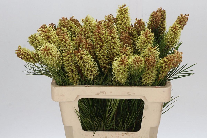 <h4>Grevillea Spiderman</h4>