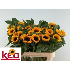 HELIAN AN SUNRICH OR