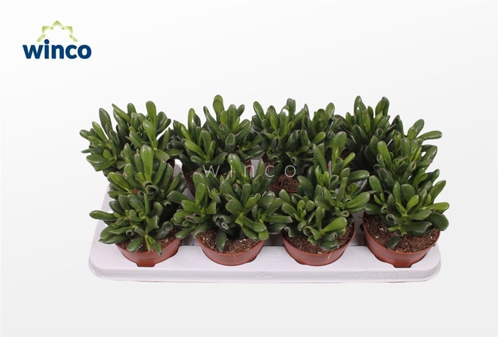 <h4>Crassula Hobbit (big)</h4>