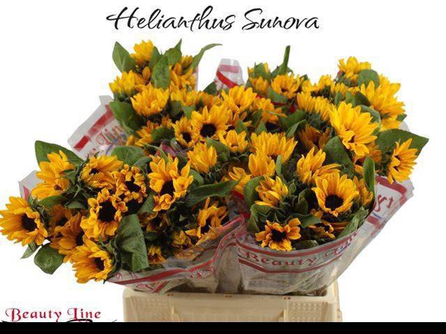 <h4>HELI SUNOVA</h4>