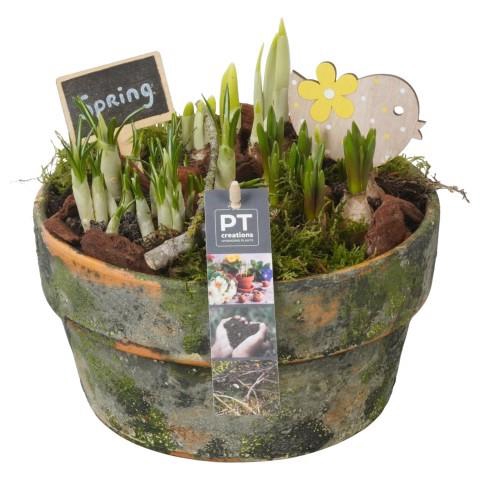 <h4>PTBM3872 Arrangement Flower Bulbs Mix in terracotta schaal</h4>