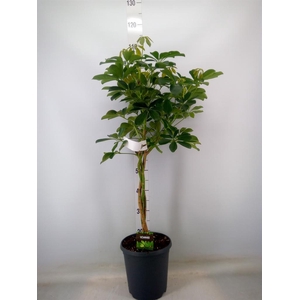Schefflera arbor. 'Compacta'