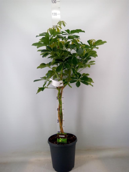 <h4>Schefflera arbor. 'Compacta'</h4>