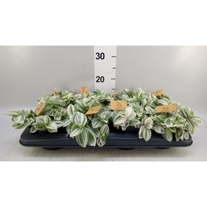 Tradescantia  'Brightness'