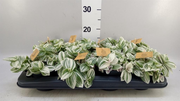 <h4>Tradescantia  'Brightness'</h4>
