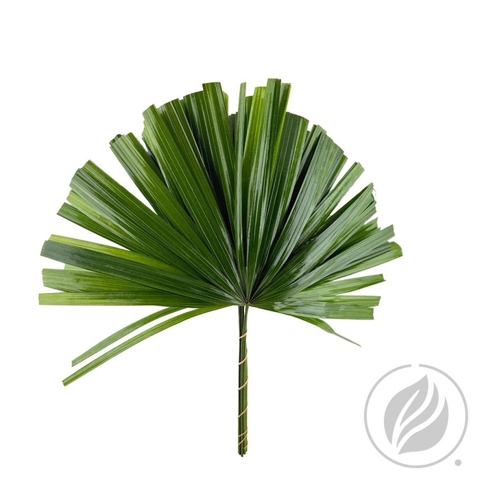 <h4>Raphis Cutted 50cm</h4>