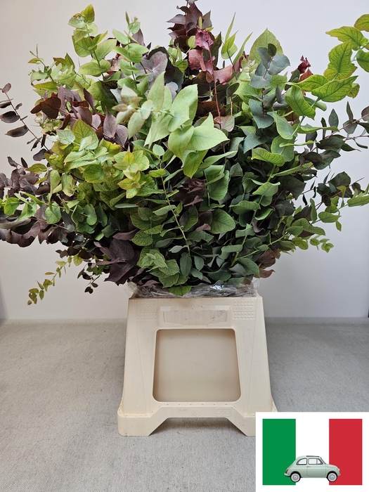 <h4>EUC STUARTIANA HERFST PB</h4>