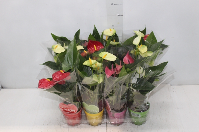 <h4>ANTHURIUM VARIADO P09</h4>