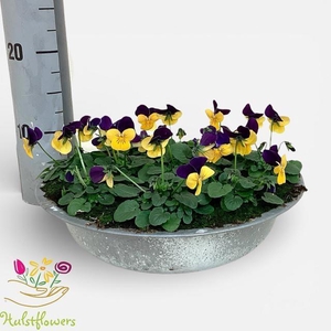 VIO CO SOR XP ORA JU