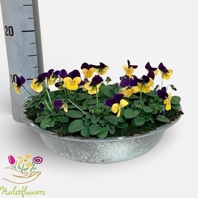 <h4>VIO CO SOR XP ORA JU</h4>