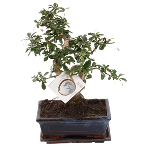 Bonsai 'Carmona macr.' in ø20cm Ceramic S-Shape with Saucer