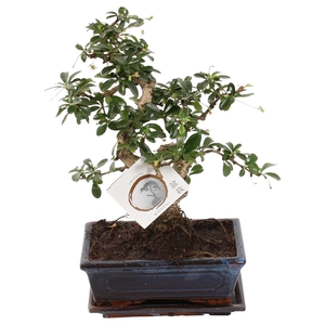 Bonsai 'Carmona macr.' in ø20cm Ceramic S-Shape with Saucer