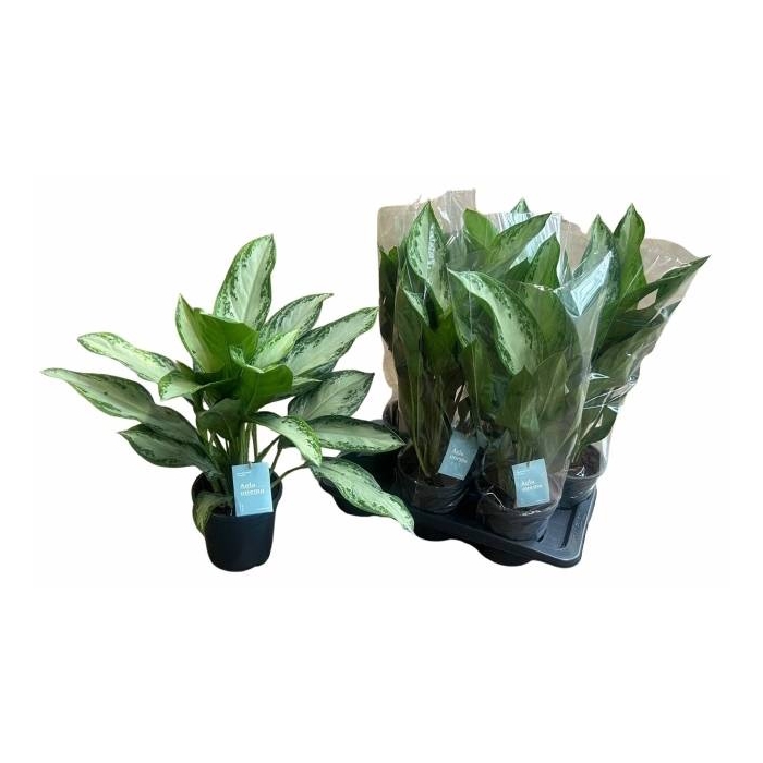 <h4>Aglaonema Silver Bay 17Ø 70cm 3pp</h4>