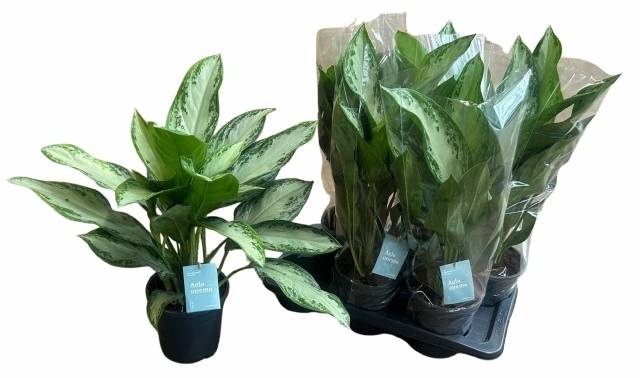 Aglaonema Silver Bay 17Ø 70cm 3pp