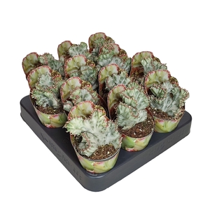 EUPHORBIA LACTEA CRESTATA WHITE GHOST - POT Ø 6,5 SHAPED POTCOVER (SUCCULENTEN)