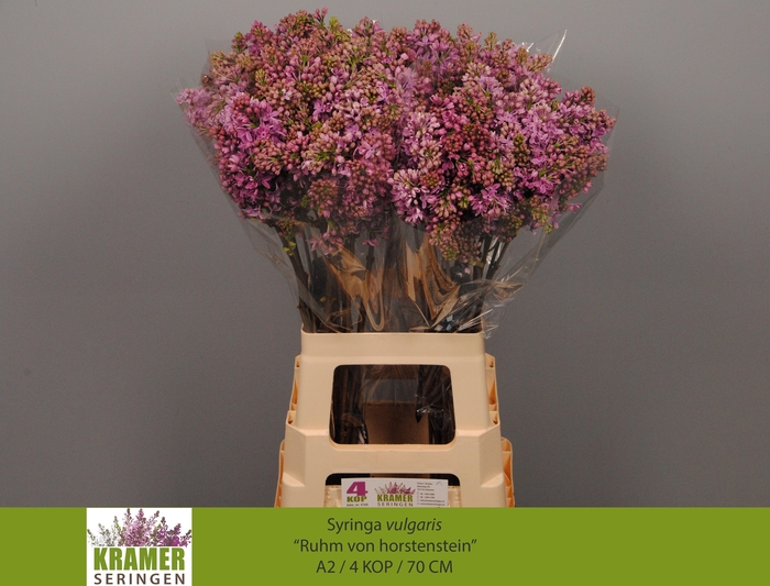 <h4>SYR V R V HORSTENST</h4>