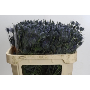 Eryngium Blue Dynamite