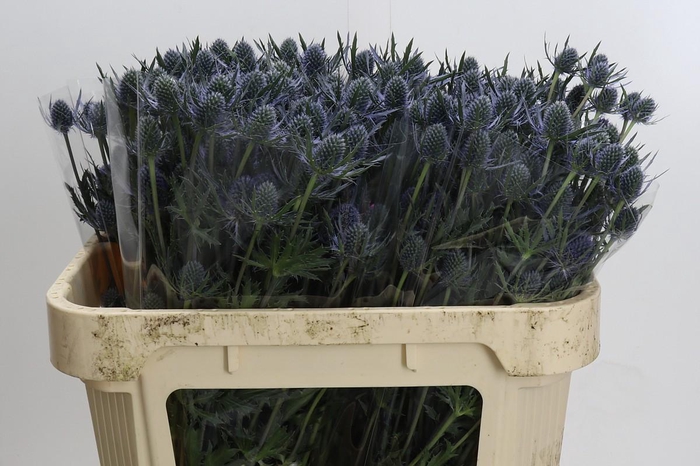 <h4>Eryngium Blue Dynamite</h4>