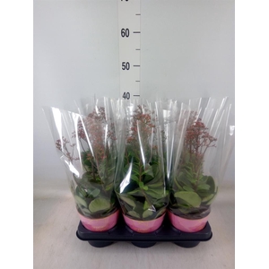 Kalanchoe  'WildFlow Surp Canyon'