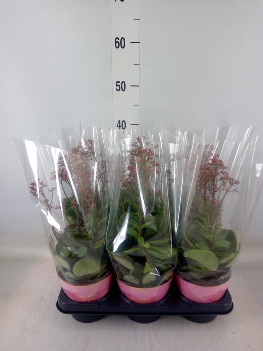 <h4>Kalanchoe 'WildFlow Surp Canyon'</h4>