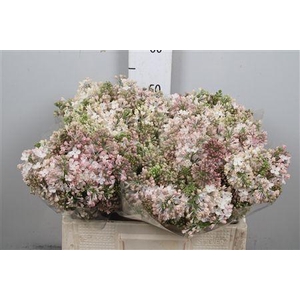 Syr Hy Maidens Blush 4+