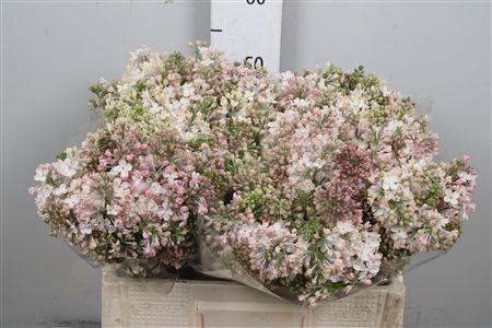 <h4>Syr Hy Maidens Blush 4+</h4>