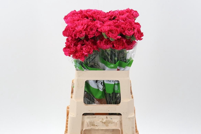 <h4>Di St Oviedo 60cm</h4>