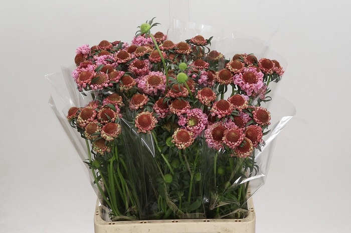 Scabiosa Focal Popsicle