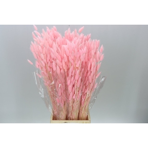 Dried Lagurus Pink