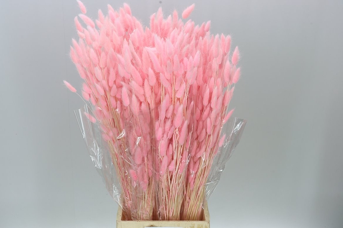 <h4>Dried Lagurus Pink</h4>