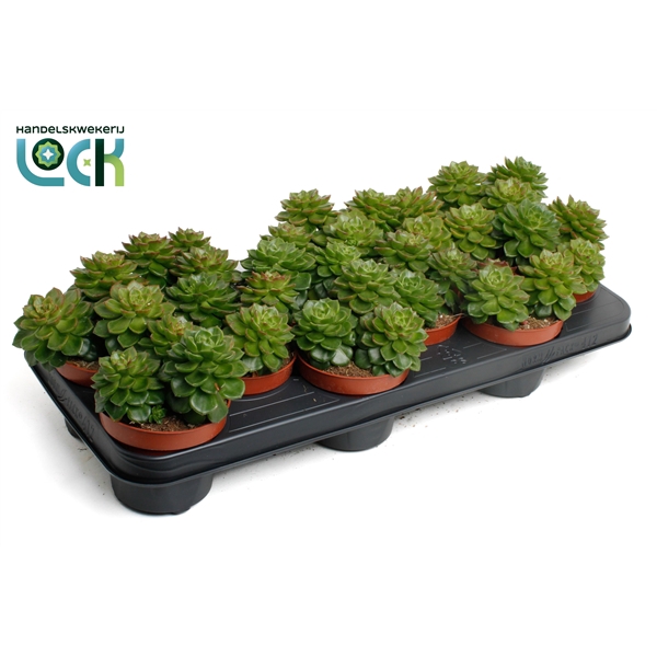 <h4>Echeveria Afines</h4>